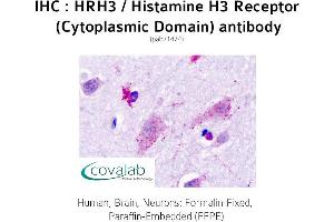 Image no. 1 for anti-Histamine Receptor H3 (HRH3) (2nd Cytoplasmic Domain) antibody (ABIN1735574) (HRH3 抗体  (2nd Cytoplasmic Domain))