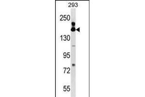 FANCA Antibody (Center) (ABIN1538566 and ABIN2849508) western blot analysis in 293 cell line lysates (35 μg/lane). (FANCA 抗体  (AA 667-694))