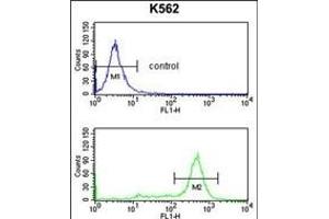 IL1RL2 Antibody (Center) 8817c flow cytometry analysis of K562 cells (bottom histogram) compared to a negative control cell (top histogram). (IL1RAPL2 抗体  (AA 372-401))