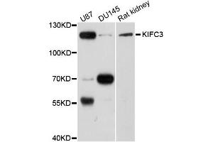 Western blot analysis of extracts of various cells, using KIFC3 antibody. (KIFC3 抗体)