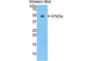 Western blot analysis of the recombinant protein. (LCN12 抗体  (AA 30-193))