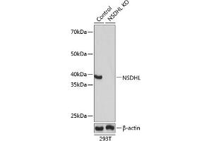 Western blot analysis of extracts from normal (control) and NSDHL knockout (KO) 293T cells, using NSDHL antibody (ABIN7268794) at 1:1000 dilution. (NSDHL 抗体  (AA 1-240))