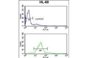 CBFB Antibody (Center) (ABIN390892 and ABIN2841100) flow cytometry analysis of HL-60 cells (bottom histogram) compared to a negative control cell (top histogram).