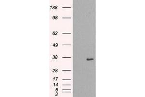 Image no. 2 for anti-NIMA (Never in Mitosis Gene A)-Related Kinase 6 (NEK6) antibody (ABIN1499685) (NEK6 抗体)