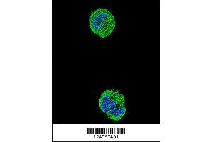 Confocal immunofluorescent analysis of ETS1 Antibody with MCF-7 cell followed by Alexa Fluor 488-conjugated goat anti-rabbit lgG (green). (ETS1 抗体  (N-Term))