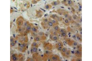Used in DAB staining on fromalin fixed paraffin-embedded liver tissue (MSE 抗体  (AA 3-434))