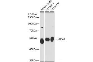 Western blot analysis of extracts of various cell lines using NR5A1 Polyclonal Antibody at dilution of 1:3000. (NR5A1 抗体)