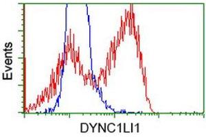 Flow Cytometry (FACS) image for anti-Dynein, Cytoplasmic 1, Light Intermediate Chain 1 (DYNC1LI1) antibody (ABIN1497931) (DYNC1LI1 抗体)
