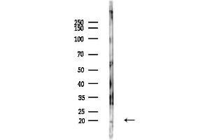 anti-IMP1 Inner Mitochondrial Membrane Peptidase-Like (IMMP1L) (Internal Region) antibody