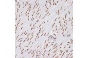 Immunohistochemistry (IHC) image for anti-Histone 3 (H3) (C-Term) antibody (ABIN3023243)
