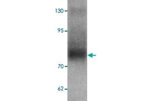 Western blot analysis of TYW3 in A-549 cell lysate with TYW3 polyclonal antibody  at 1 ug/mL. (TYW3 抗体)