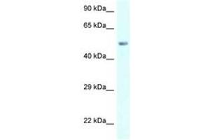 Image no. 1 for anti-Amylase, alpha 2B (Pancreatic) (AMY2B) (AA 283-332) antibody (ABIN6747550) (AMY2B 抗体  (AA 283-332))