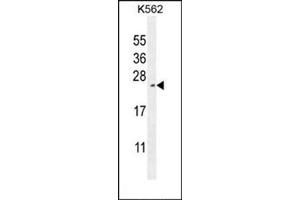 Western Blotting (WB) image for anti-Receptor (Chemosensory) Transporter Protein 4 (RTP4) (AA 193-223), (C-Term) antibody (ABIN954642)