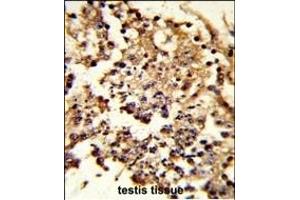 Formalin-fixed and paraffin-embedded human testis tissue reacted with HSPH1 Antibody (Center), which was peroxidase-conjugated to the secondary antibody, followed by DAB staining. (HSPH1 抗体  (AA 549-579))