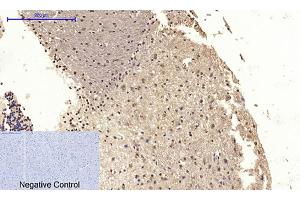 Immunohistochemical analysis of paraffin-embedded mouse brain tissue.