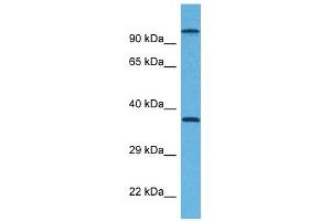 Host:  Rabbit  Target Name:  G6PC  Sample Tissue:  Mouse Testis  Antibody Dilution:  1ug/ml (G6PC 抗体  (N-Term))