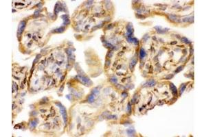 IHC testing of frozen human placental tissue with COMT antibody. (COMT 抗体  (AA 52-271))