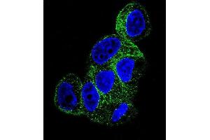 Confocal immunofluorescent analysis of TBB1 Antibody (ABIN658975 and ABIN2838004) with HepG2 cell followed by Alexa Fluor® 488-conjugated goat anti-mouse lgG (green). (TUBB1 抗体)