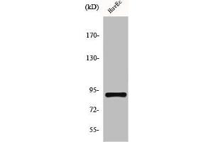 Western Blot analysis of NIH-3T3 cells using HSP90β Polyclonal Antibody (HSP9AB1 抗体)