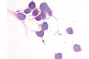 Immunocytochemistry (ICC) image for anti-Egf-Like Module Containing, Mucin-Like, Hormone Receptor-Like 2 (EMR2) (N-Term) antibody (ABIN1048546) (EMR2 抗体  (N-Term))