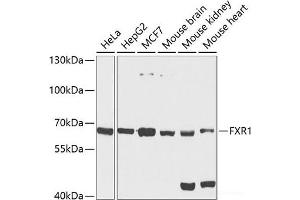 Western blot analysis of extracts of various cell lines using FXR1 Polyclonal Antibody at dilution of 1:1000. (FXR1 抗体)
