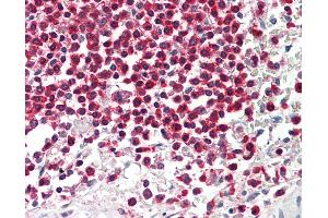 Anti-WDR6 antibody IHC staining of human spleen. (WDR6 抗体  (AA 334-383))