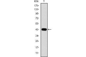 Western blot analysis using c-Jun mAb against human c-Jun (AA: 199-331) recombinant protein.