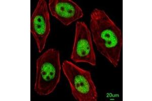 Immunofluorescence (IF) image for anti-Kruppel-Like Factor 4 (Gut) (KLF4) (AA 481-504) antibody (ABIN3028785)