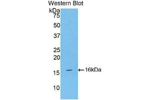Detection of Recombinant INHA, Mouse using Polyclonal Antibody to Inhibin Alpha (INHa) (Inhibin alpha 抗体  (AA 240-366))