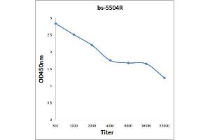 Antigen: 0. (MAPKAP Kinase 5 抗体  (pThr182))