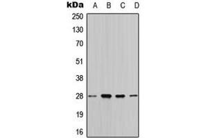 Western blot analysis of 14-3-3 theta expression in HeLa (A), MCF7 (B), SP2/0 (C), rat liver (D) whole cell lysates.