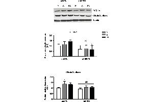 Western Blotting (WB) image for anti-Citrate Synthase (CS) antibody (ABIN2856769)