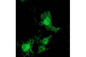 Image no. 6 for anti-Protein Kinase C, epsilon (PRKCE) antibody (ABIN1500228)