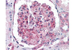 Anti-UBC / Ubiquitin C antibody IHC of human kidney. (UBC 抗体  (AA 1-32))
