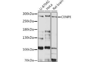 Western blot analysis of extracts of various cell lines, using CENPE Rabbit pAb (ABIN7266274) at 1:1000 dilution. (CENPE 抗体  (AA 2542-2701))