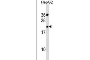 TRSS11BNL Antibody (Center) (ABIN1538414 and ABIN2838132) western blot analysis in HepG2 cell line lysates (35 μg/lane). (TMPRSS11BNL 抗体  (AA 43-69))