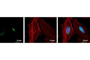 ICC/IF Image GOLPH2 antibody [C3], C-term detects GOLPH2 protein at Golgi apparatus by immunofluorescent analysis. (GOLM1 抗体  (C-Term))