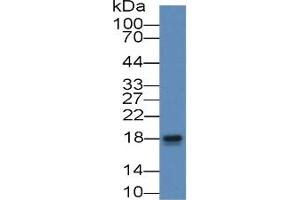 Western Blotting (WB) image for Tumor Necrosis Factor alpha (TNF alpha) ELISA Kit (ABIN6574142)
