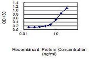 Detection limit for recombinant GST tagged MFN2 is 0. (MFN2 抗体  (AA 661-757))