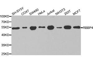 Western blot analysis of extracts of various cell lines, using RBBP4 antibody (ABIN5970697) at 1/1000 dilution. (Retinoblastoma Binding Protein 4 抗体)