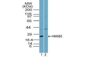 Image no. 1 for anti-High Mobility Group Box 3 (HMGB3) (AA 1-50) antibody (ABIN960207)