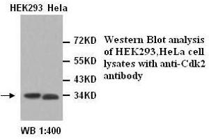 Image no. 1 for anti-Cyclin-Dependent Kinase 2 (CDK2) antibody (ABIN790978) (CDK2 抗体)