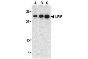 Western Blotting (WB) image for anti-STE20-Related Kinase Adaptor beta (STRADB) (C-Term) antibody (ABIN1030438) (STRADB 抗体  (C-Term))