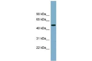 WB Suggested Anti-PRSS16 Antibody Titration:  0. (PRSS16 抗体  (Middle Region))