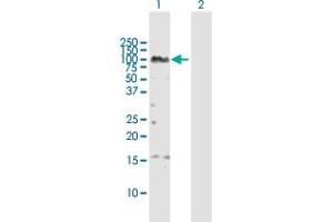 Western Blot analysis of ZNF496 expression in transfected 293T cell line by ZNF496 MaxPab polyclonal antibody. (ZNF496 抗体  (AA 1-587))