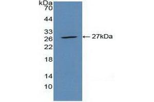 Western blot analysis of recombinant Mouse CLEC10A. (CLEC10A 抗体  (AA 69-273))