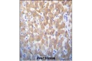 FASTK Antibody (C-term) (ABIN656397 and ABIN2845692) immunohistochemistry analysis in formalin fixed and paraffin embedded human liver tissue followed by peroxidase conjugation of the secondary antibody and DAB staining. (FASTK 抗体  (C-Term))