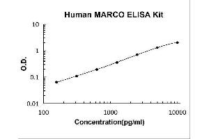 Macrophage Receptor with Collagenous Structure (MARCO) ELISA Kit