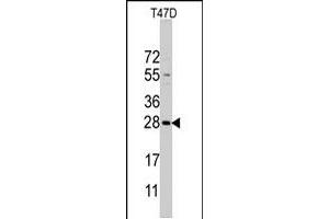 Western blot analysis of PEMT polyclonal antibody  in T-47D cell line lysates (35 ug/lane). (PEMT 抗体  (C-Term))