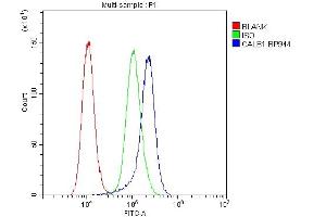 Flow Cytometry analysis of A431 cells using anti-Calbindin antibody (ABIN6719541). (CALB1 抗体  (AA 2-261))